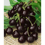 Миниатюра 1. Черешня «Ленинградская черная» в каталоге СЦ Корекозево