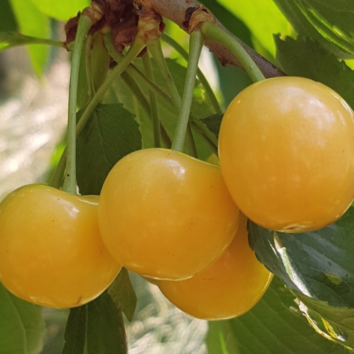 Черешня «Рондо» в каталоге СЦ Корекозево