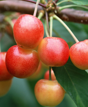 Черешня «Юлия» в каталоге СЦ Корекозево