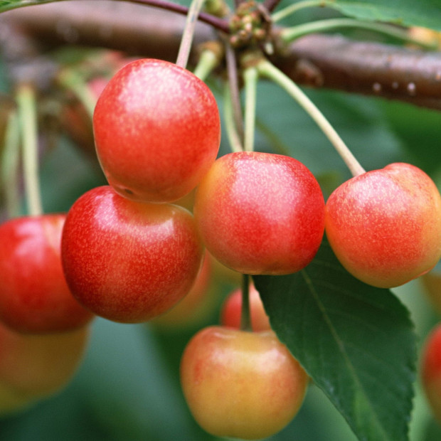 Фото 1. Черешня «Юлия» в каталоге СЦ Корекозево