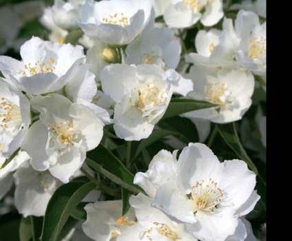 Чубушник Алебастр в каталоге СЦ Корекозево