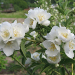 Миниатюра 1. Чубушник «Алебастр» в каталоге СЦ Корекозево