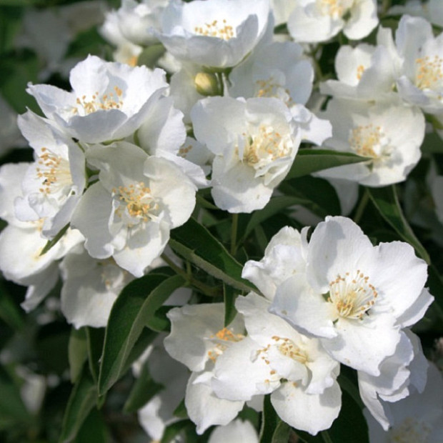 Фото 2. Чубушник «Алебастр» в каталоге СЦ Корекозево