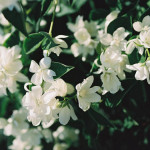 Миниатюра 1. Чубушник «Балет мотыльков» в каталоге СЦ Корекозево