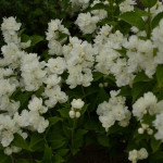 Миниатюра 3. Чубушник 