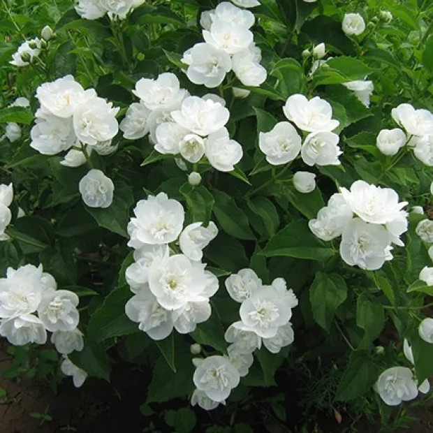 Фото 1. Чубушник 