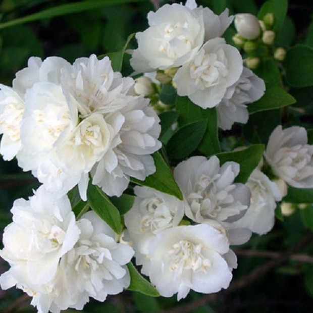 Фото 2. Чубушник 