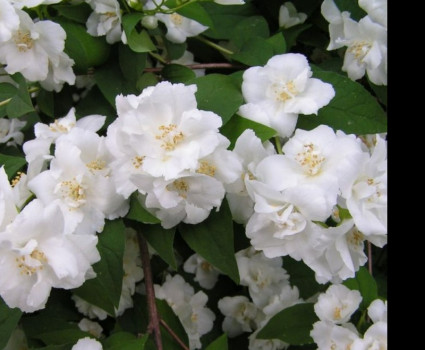 Чубушник «Монблан» в каталоге СЦ Корекозево