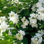 Миниатюра 1. Чубушник 