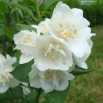 Миниатюра 2. Чубушник 