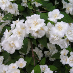 Миниатюра 3. Чубушник 