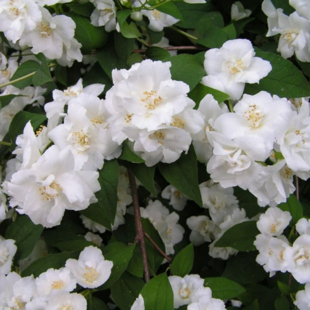 Фото 3. Чубушник 