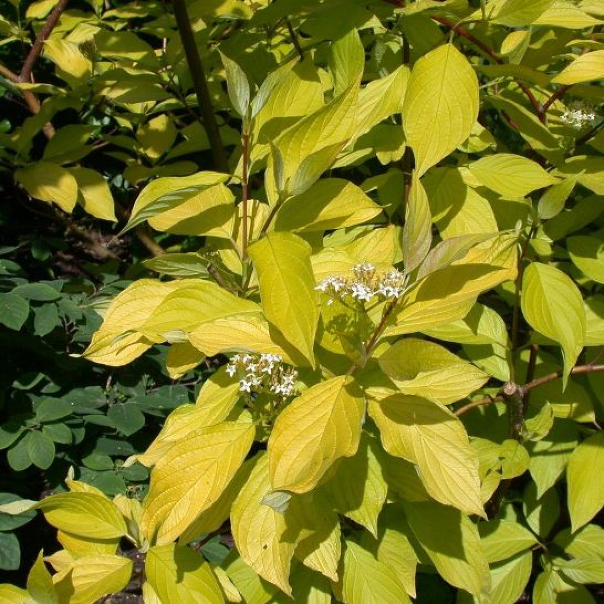 Дерен Аурея в каталоге СЦ Корекозево