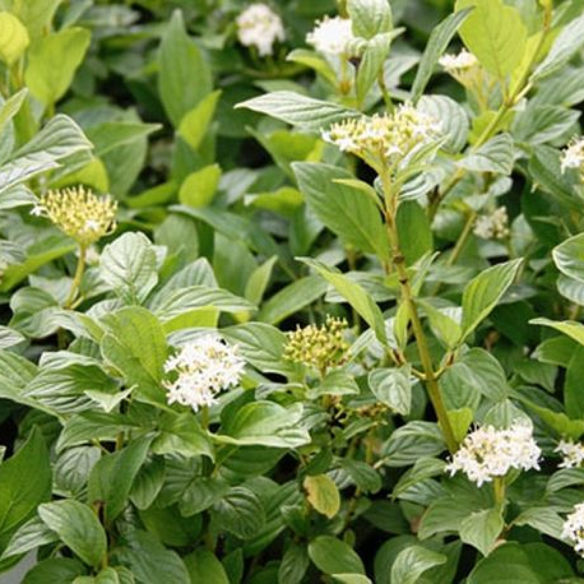 Дерен Флавирамеа в каталоге СЦ Корекозево