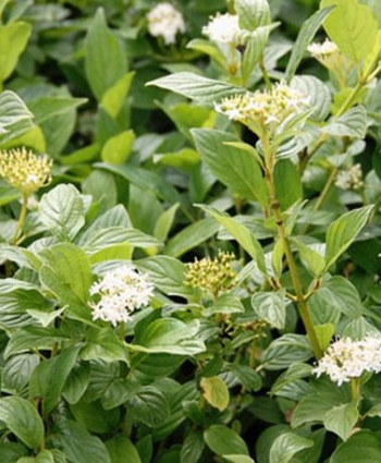 Дерен Флавирамеа в каталоге СЦ Корекозево