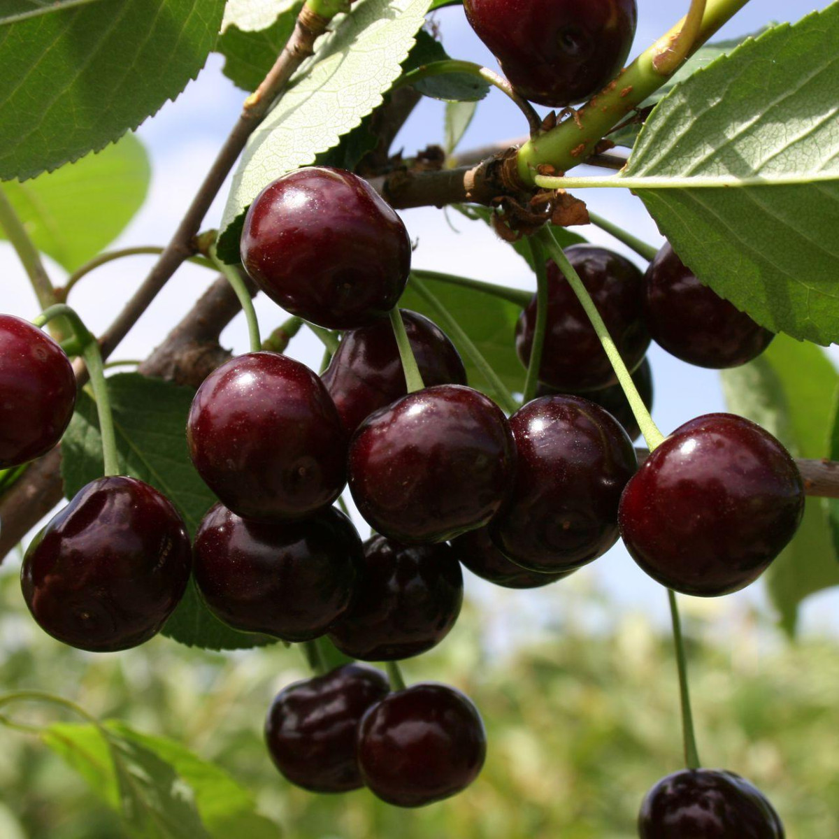 Дюк «Кормилица» в каталоге СЦ Корекозево