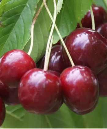 Дюк «Саратовская Малышка» в каталоге СЦ Корекозево