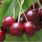 Миниатюра 1. Дюк «Саратовская Малышка» в каталоге СЦ Корекозево