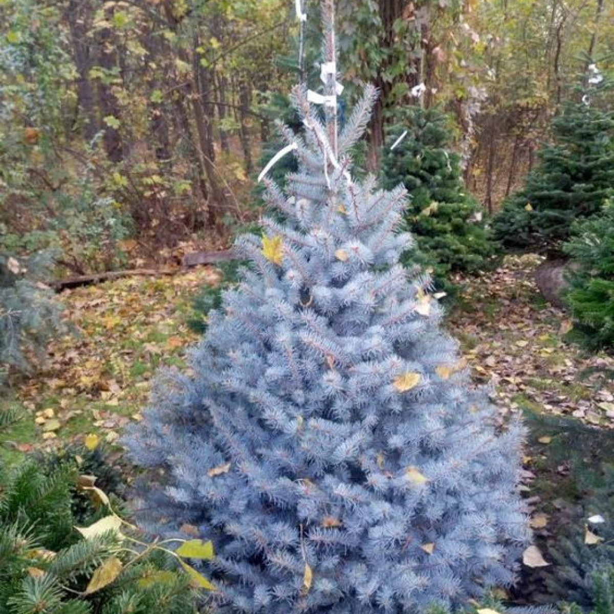 Ель голубая Edith в каталоге СЦ Корекозево