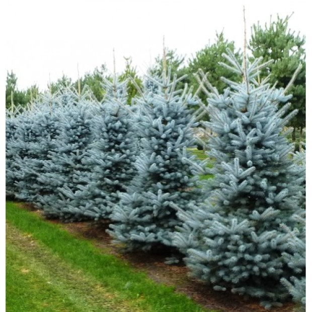 Фото 2. Ель голубая 