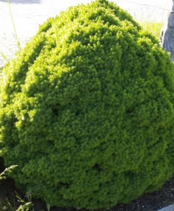 Ель канадская Alberta Globe в каталоге СЦ Корекозево