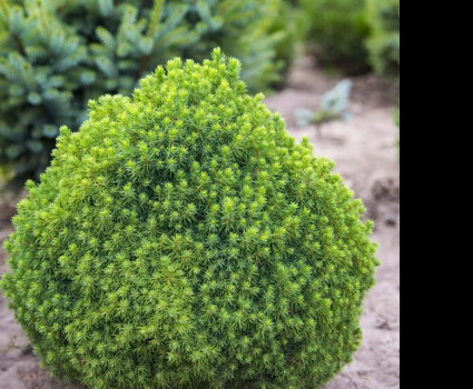 Ель канадская Alberta Globe в каталоге СЦ Корекозево