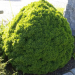 Миниатюра 3. Ель канадская 