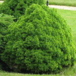 Миниатюра 4. Ель канадская 