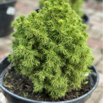 Миниатюра 2. Ель канадская 