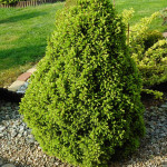 Миниатюра 1. Ель канадская 