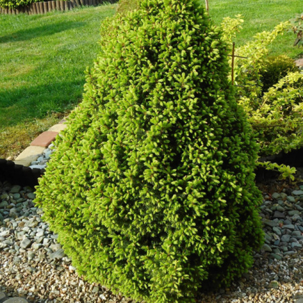 Фото 1. Ель канадская 