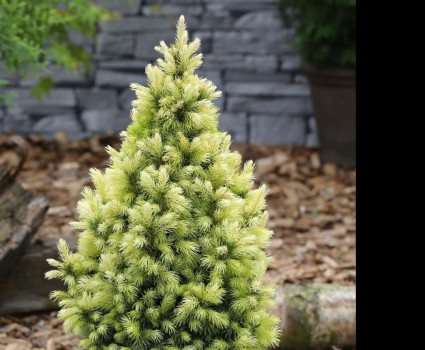 Ель канадская Daisy's White в каталоге СЦ Корекозево