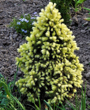 Ель канадская Daisy's White в каталоге СЦ Корекозево