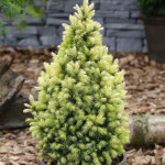 Миниатюра 1. Ель канадская 