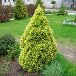 Миниатюра 4. Ель канадская 