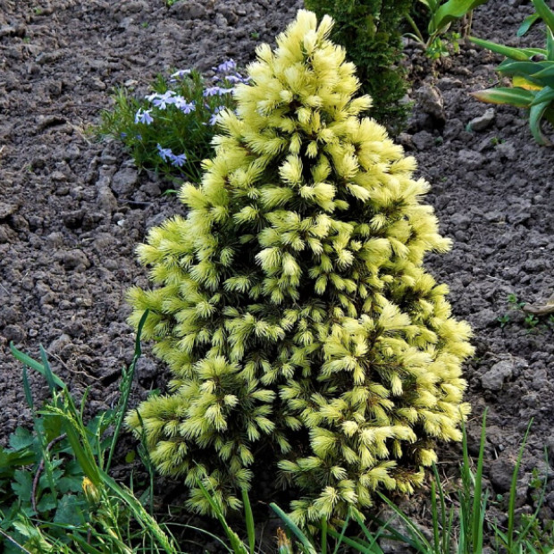 Фото 2. Ель канадская 