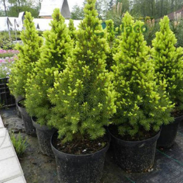 Фото 3. Ель канадская 