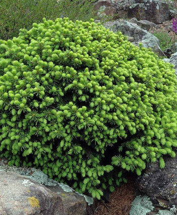 Ель канадская Echiniformis в каталоге СЦ Корекозево