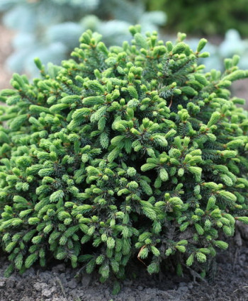 Ель канадская Echiniformis в каталоге СЦ Корекозево