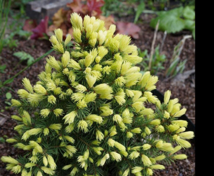 Ель канадская Rainbow's End в каталоге СЦ Корекозево