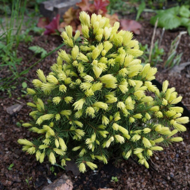 Фото 1. Ель канадская 