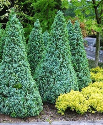 Ель канадская Sanders Blue в каталоге СЦ Корекозево