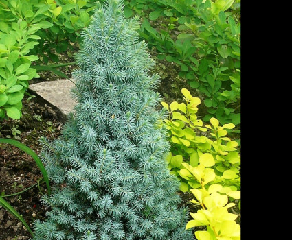 Ель канадская Sanders Blue в каталоге СЦ Корекозево