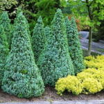 Миниатюра 1. Ель канадская 