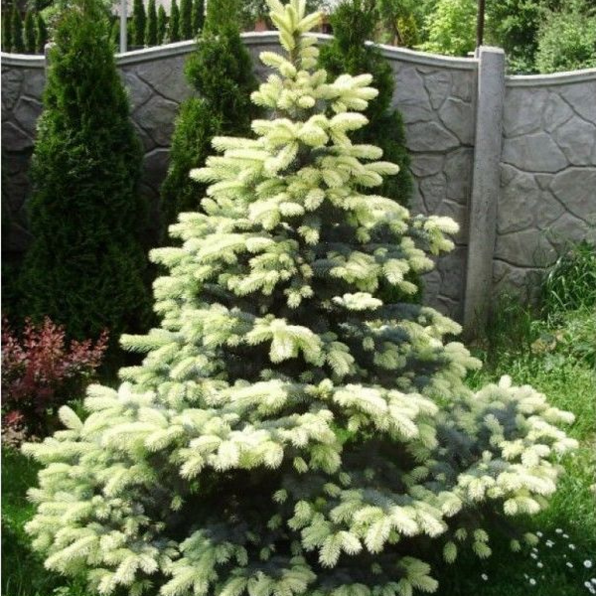 Ель колючая Bialobok в каталоге СЦ Корекозево