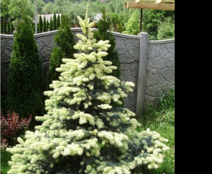 Ель колючая Bialobok в каталоге СЦ Корекозево