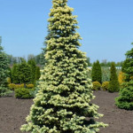 Миниатюра 3. Ель колючая 