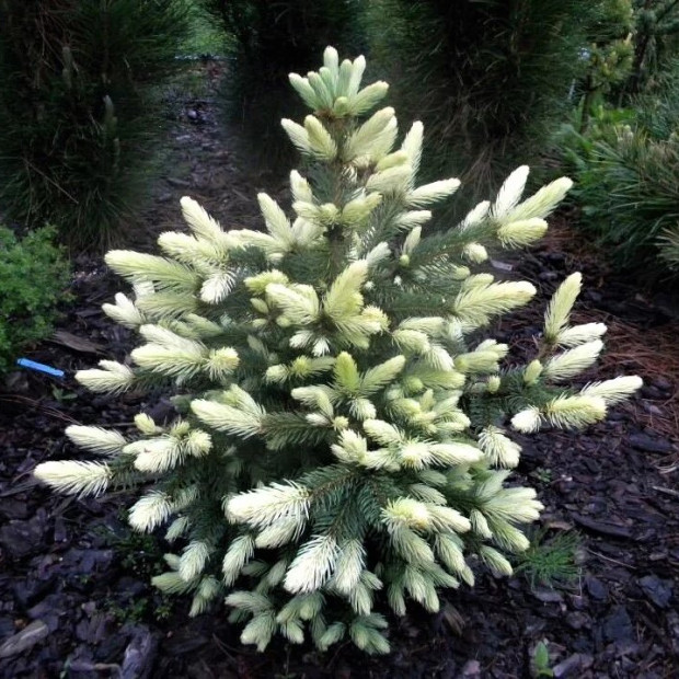 Фото 4. Ель колючая 