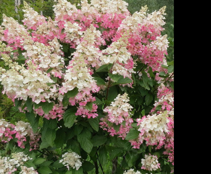 Гортензия метельчатая Пинки Винки в каталоге СЦ Корекозево