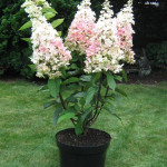 Миниатюра 4. Гортензия метельчатая Пинки Винки в каталоге СЦ Корекозево